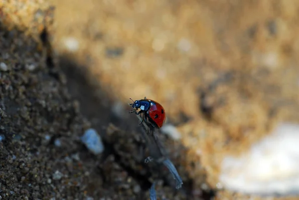 Yerdeki Kırmızı Böcek — Stok fotoğraf