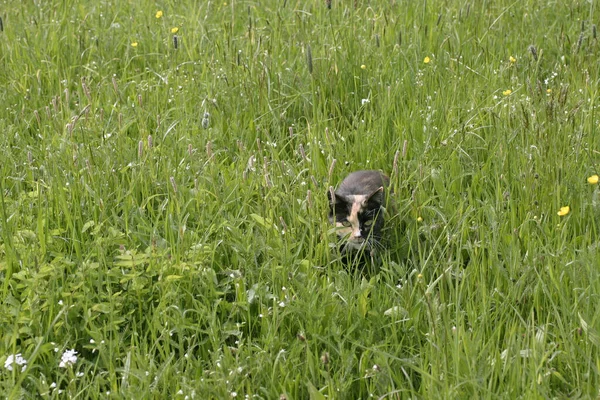 Natuurlijke Achtergrond Selectieve Focus — Stockfoto