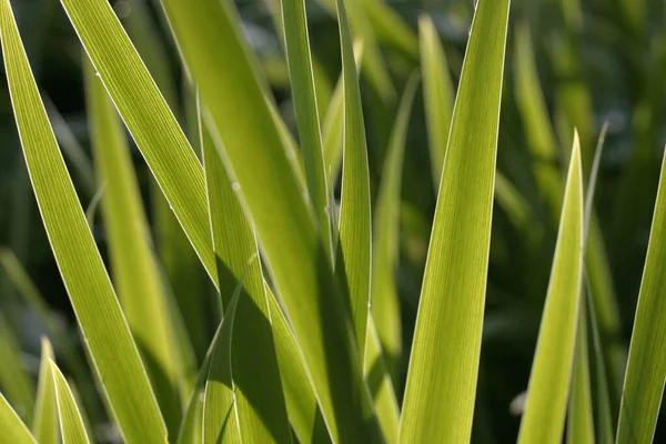 Schöne Botanische Aufnahme Natürliche Tapete — Stockfoto