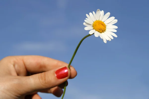 Hand Holding Daisy Flower Field — Stock Photo, Image