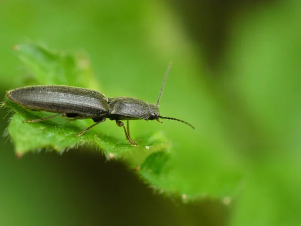 Vue Rapprochée Insecte Nature — Photo