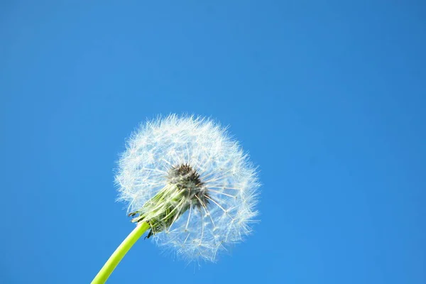 Schöne Botanische Aufnahme Natürliche Tapete — Stockfoto