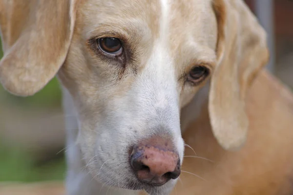 Ritratto Cane Carino — Foto Stock