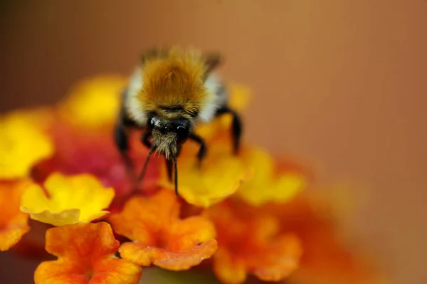 Animal Planta Harmonia — Fotografia de Stock