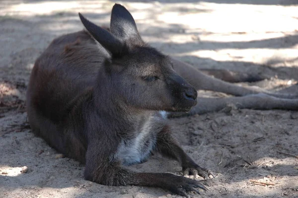 Kangaroo Animal Animal Australiano — Fotografia de Stock