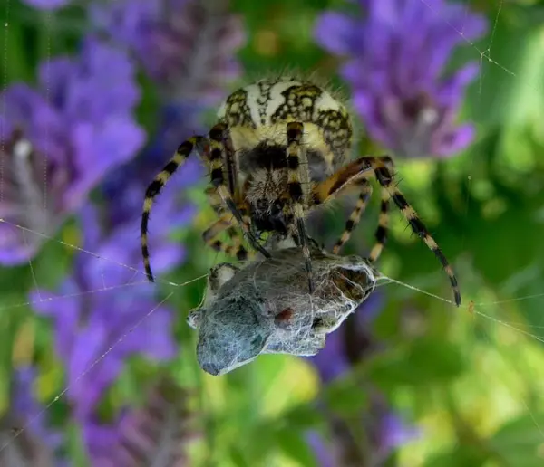 Kreuzspinne Gruseliges Spinneninsekt — Stockfoto