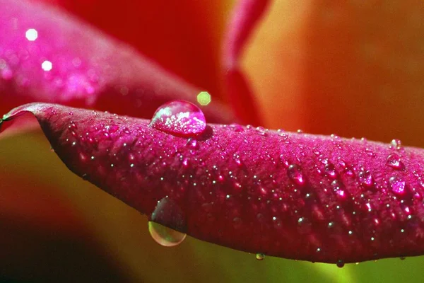 Pétalos Flor Rosa Flora — Foto de Stock