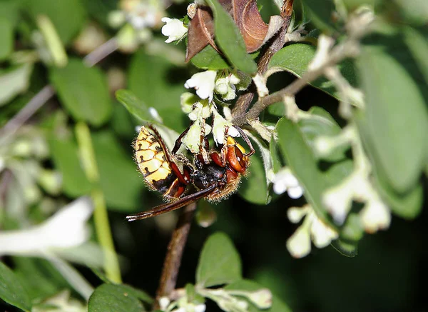 Durante Paseo Por Alaunpark Dresde Conocí Imponente Insecto —  Fotos de Stock