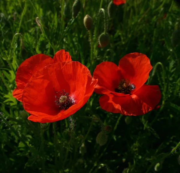 Nyári Növény Piros Mák Virág — Stock Fotó