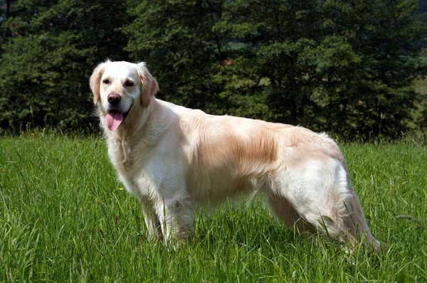 Meadow的金毛猎犬 — 图库照片