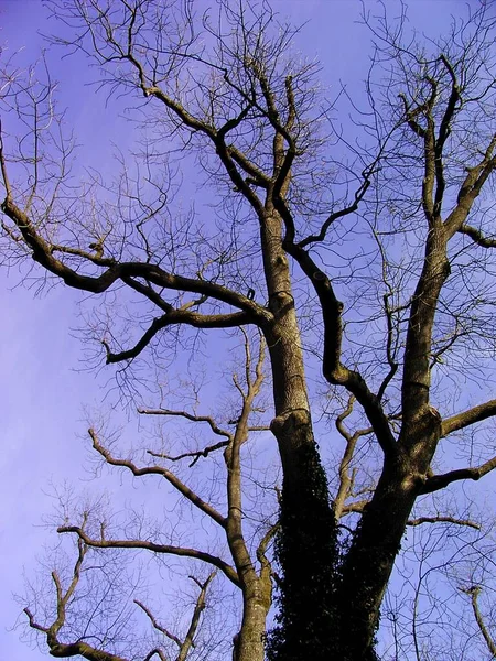 Schöne Aussicht Auf Die Natur — Stockfoto