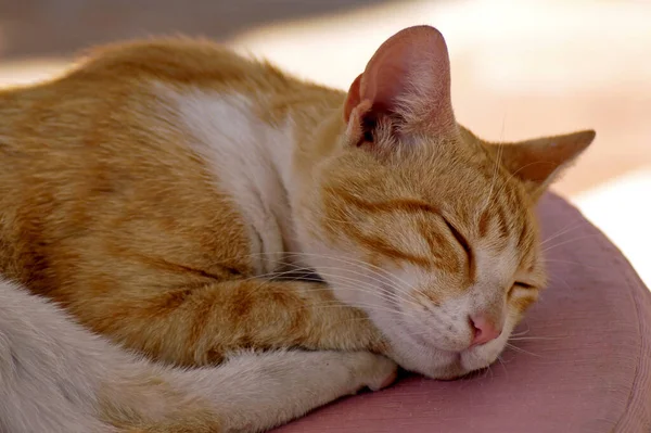 Porträt Einer Süßen Katze — Stockfoto