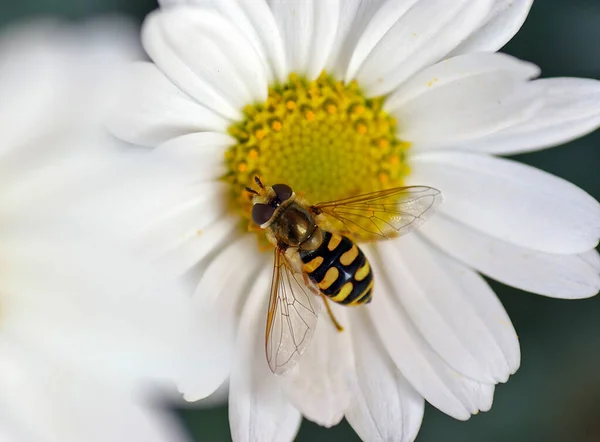 Bågslipsen Kännetecknas Stora Nästan Heltäckande Rödbruna Ögon Ett Grönaktigt Bröst — Stockfoto