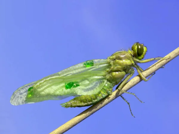 Hoje Fiz Passeio Macro Com Tiho Que Valeu Muito Pena — Fotografia de Stock