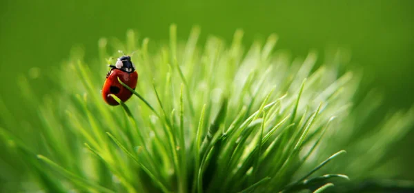 Sanırım Sevdiğim Motifi Buldum Lady Beetle Kırmızı Yeşilin Tamamlayıcı Kontrastını — Stok fotoğraf