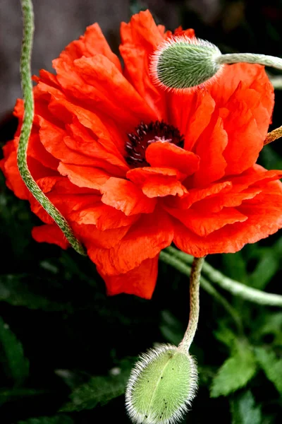 草原のポピーの花 野生の提出された花 — ストック写真