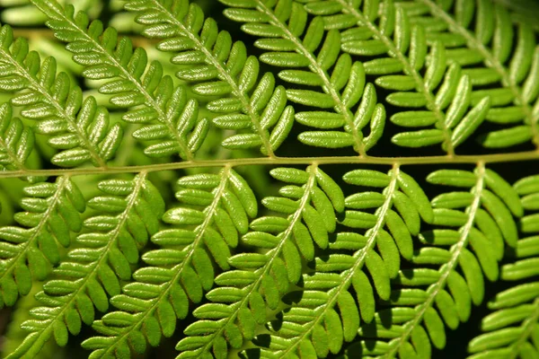 Зеленые Листья Фона Закрыть — стоковое фото