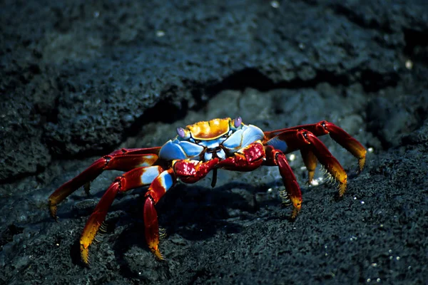 Sally Lightfoot Cliff Crab — 图库照片