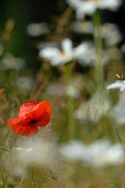 Καλοκαιρινό Λουλούδι Πέταλα Παπαρούνας Χλωρίδα — Φωτογραφία Αρχείου
