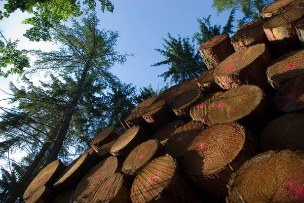 Dřevěné Komíny Dřevo Stromech — Stock fotografie