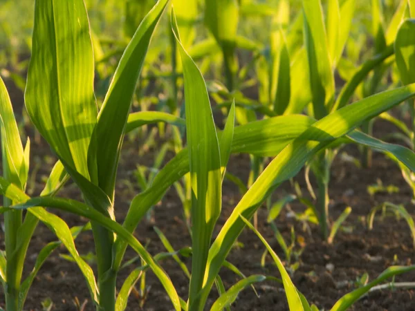 Aussichtsreicher Blick Auf Die Landwirtschaft Auf Dem Land — Stockfoto