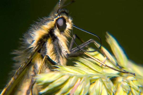 Güzel Renkli Kelebeğin Yakın Görüntüsü — Stok fotoğraf