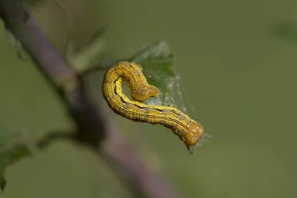 Primo Piano Bug Natura Selvaggia — Foto Stock