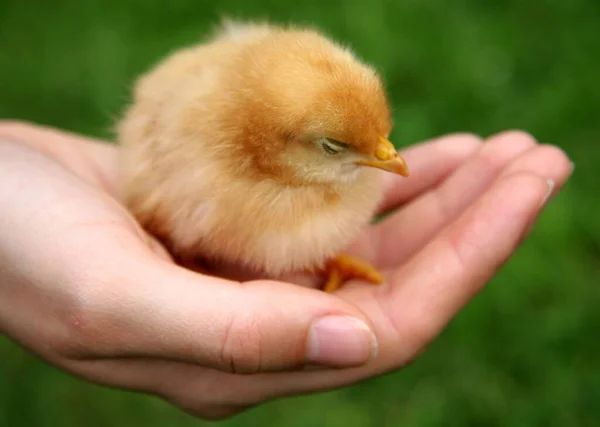 Vacker Utsikt Över Vacker Fågel Naturen — Stockfoto