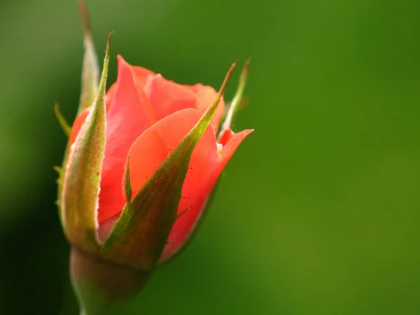 Hay Muchas Rosas Hermosas Pero Los Pequeños Asados Delicados Tienen — Foto de Stock