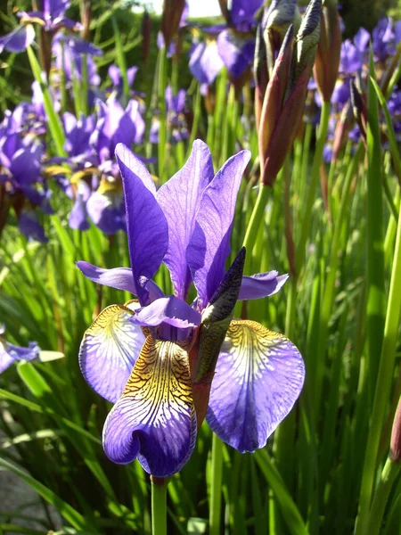 Pemandangan Indah Bunga Iris — Stok Foto