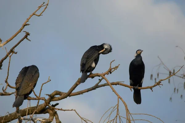 Vista Panorámica Hermoso Pájaro Cormorán Naturaleza —  Fotos de Stock