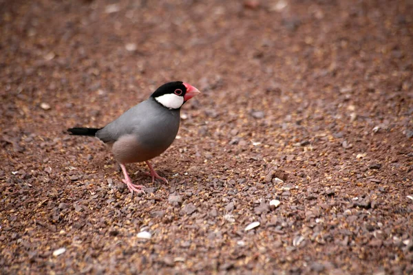 Scenic View Beautiful Cute Finch Bird — Stock Photo, Image