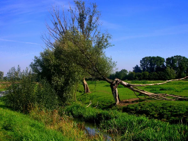 Die Elbe Ist Einer Der Bedeutendsten Flüsse Mitteleuropas — Stockfoto