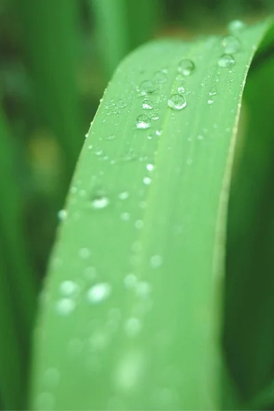 Krople Liściu Zaraz Deszczu — Zdjęcie stockowe