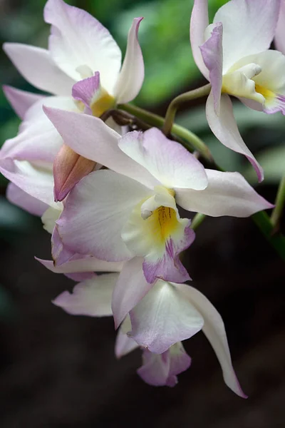 Jarní Orchidej Kvete — Stock fotografie