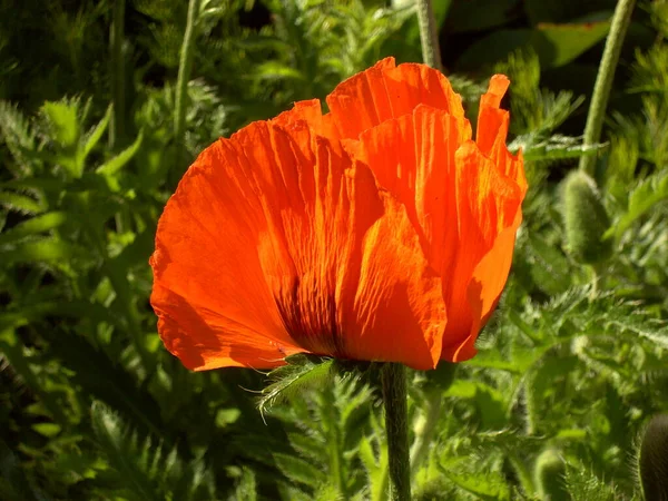 Flor Verano Pétalos Flores Amapola Flora — Foto de Stock