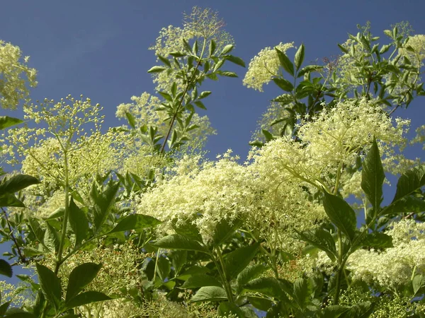 Vackra Blommor Blommigt Koncept Bakgrund — Stockfoto