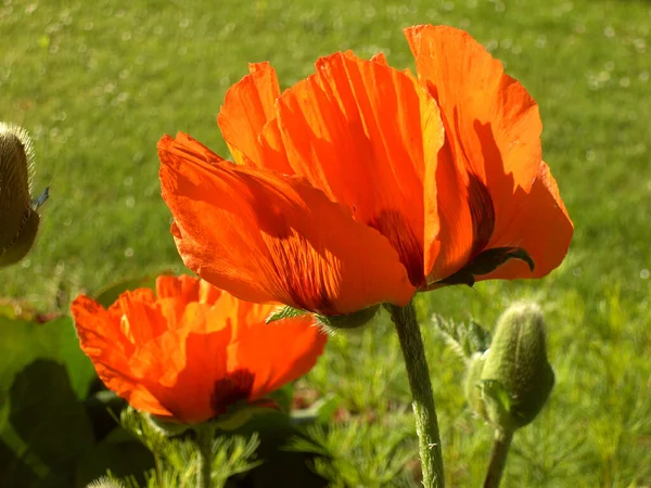 Sommarblomma Vallmoblomma Kronblad Flora — Stockfoto