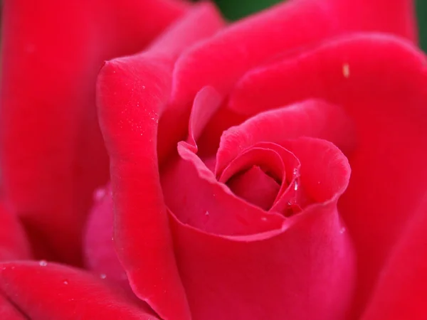 Rosenblütenblätter Romantische Flora — Stockfoto