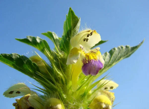 Kwitnące Żółte Kwiaty Tle Błękitnego Nieba — Zdjęcie stockowe
