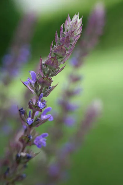 Mooi Botanisch Schot Natuurlijk Behang — Stockfoto