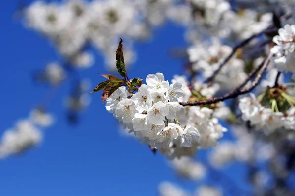 木の上の桜 — ストック写真