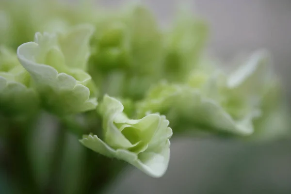 Vue Panoramique Belle Hortensia Colorée — Photo