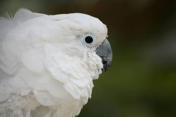 Vista Panorámica Hermoso Pájaro Naturaleza — Foto de Stock