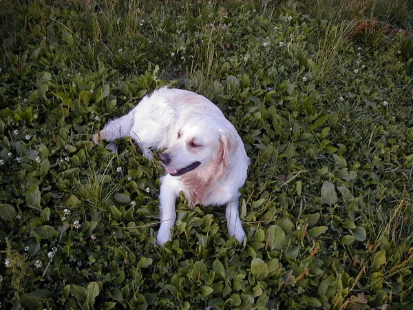 草の中の犬 — ストック写真
