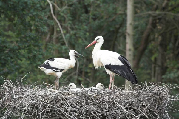 Pássaro Cegonha Vida Selvagem Fauna Natura — Fotografia de Stock