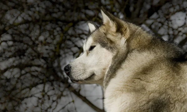 Malamute Μας Όταν Είναι Σκαρφαλωμένο Στην Οροφή Του Υπόστεγου — Φωτογραφία Αρχείου