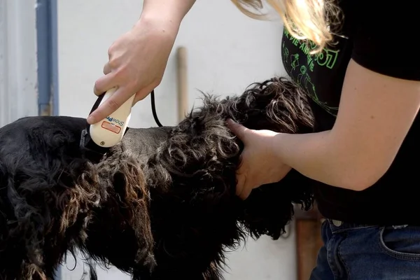 Parrucchiere Taglio Capelli Una Donna Con Una Spazzola — Foto Stock