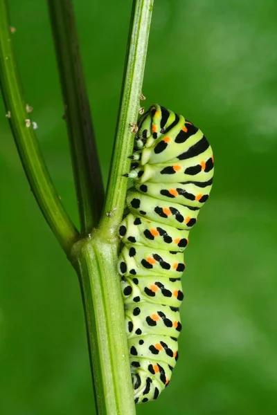 Presents Magnificent Swallowtail Caterpillar Front Camera — Stock Photo, Image