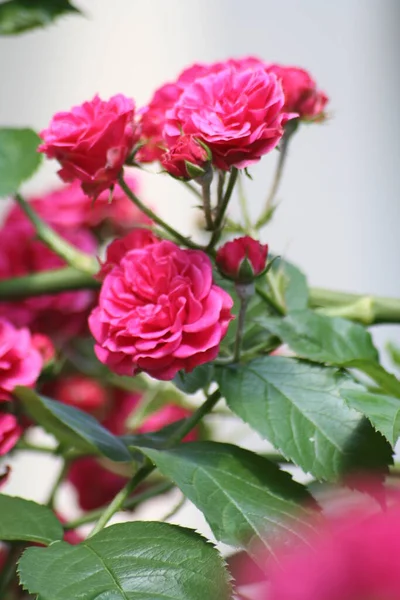 Garden Rose Old Variety 1980 — Stock Photo, Image